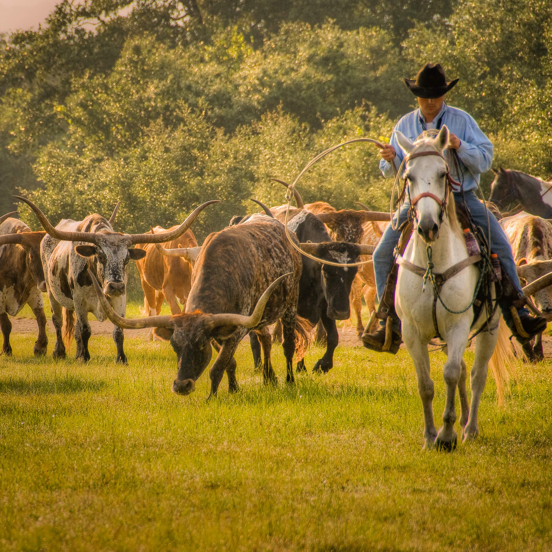A person riding a horse with a herd of longhorns